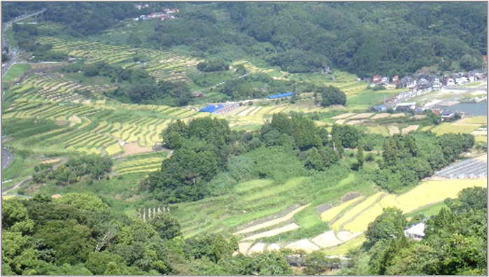 棚田５