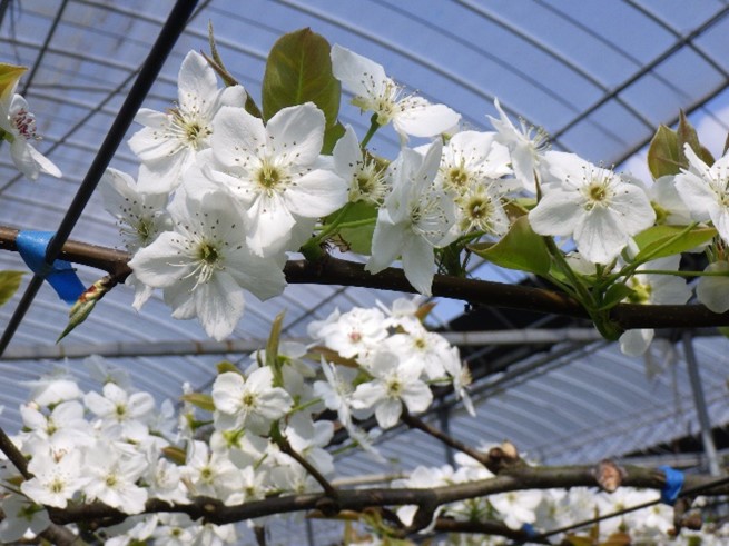 棚に咲く梨の花２