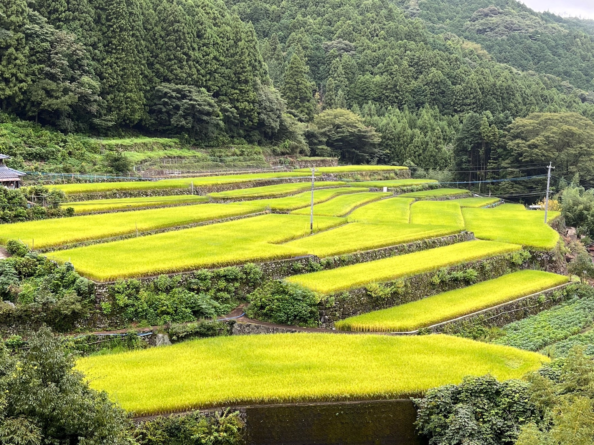 中木庭地区棚田１