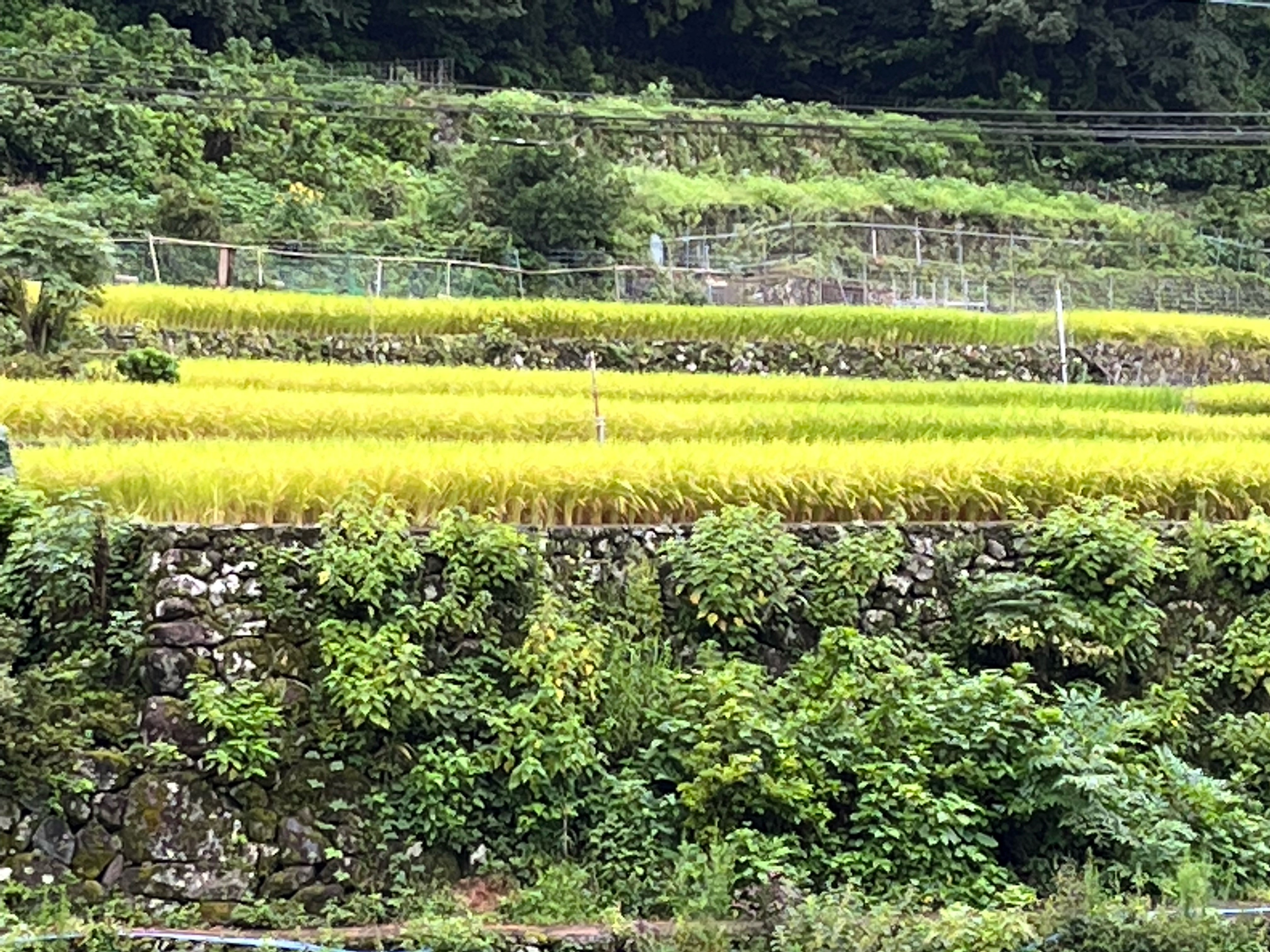 中木庭地区棚田２