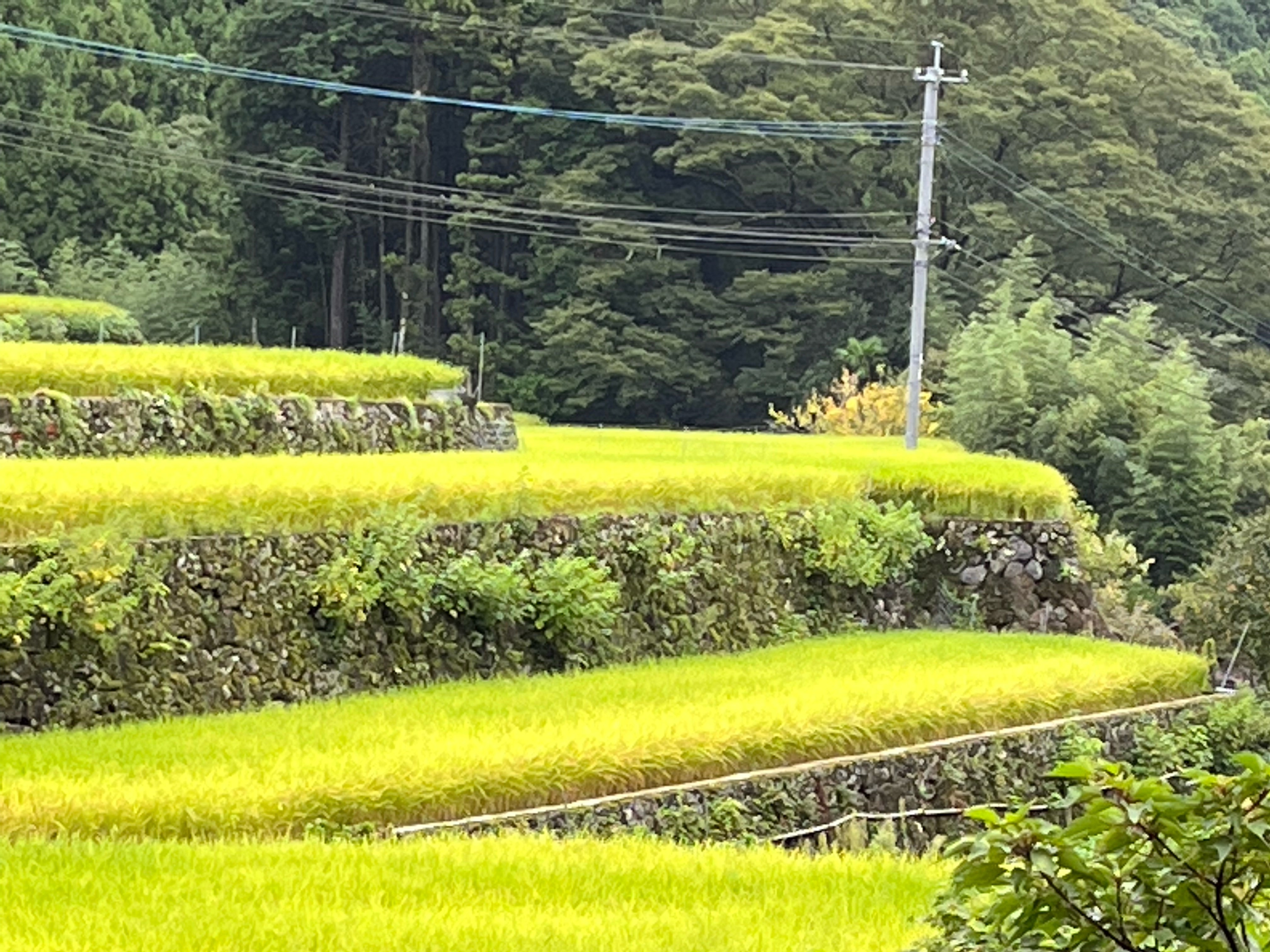 中木庭地区棚田３