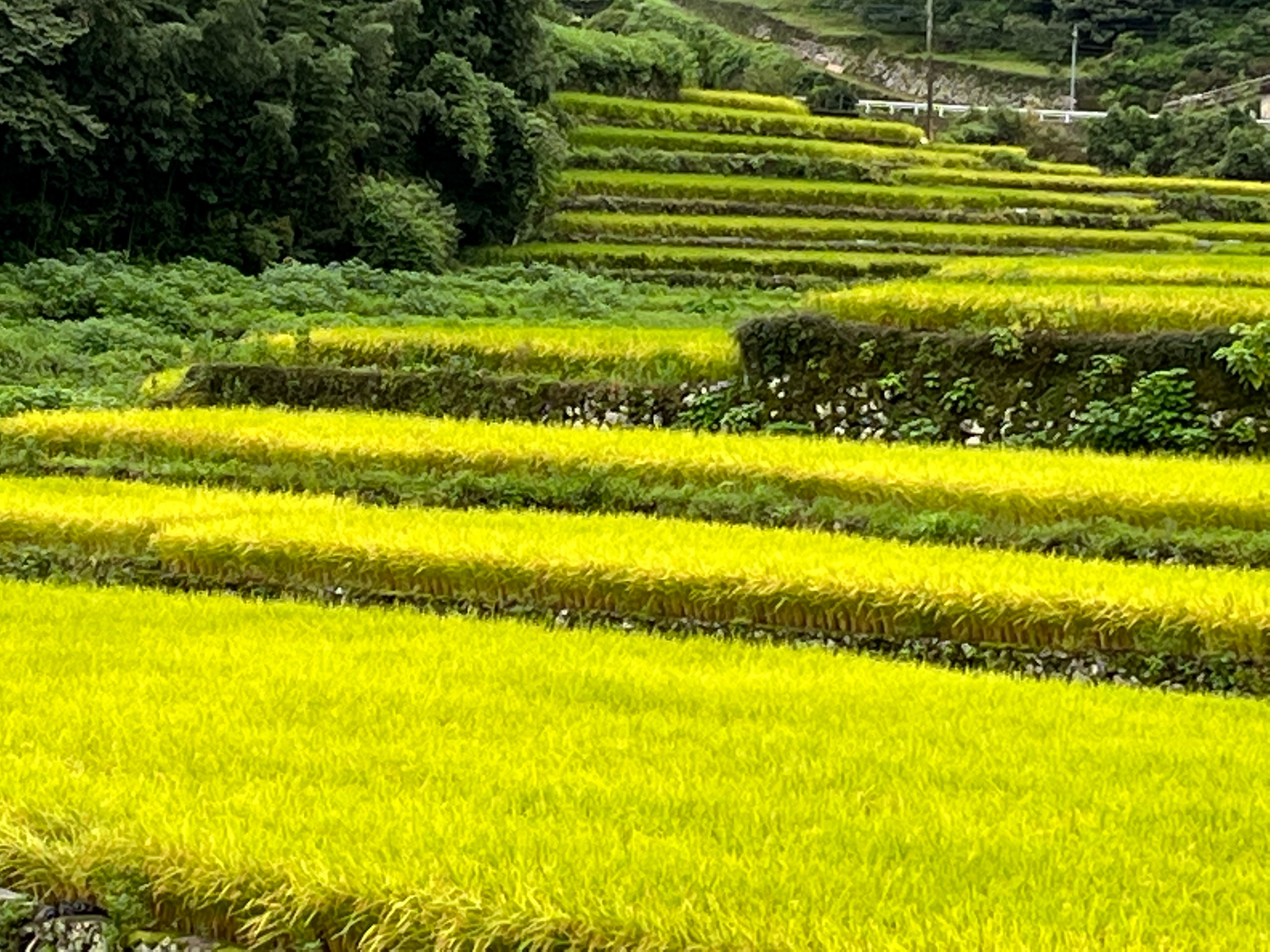 早ノ瀬地区棚田１
