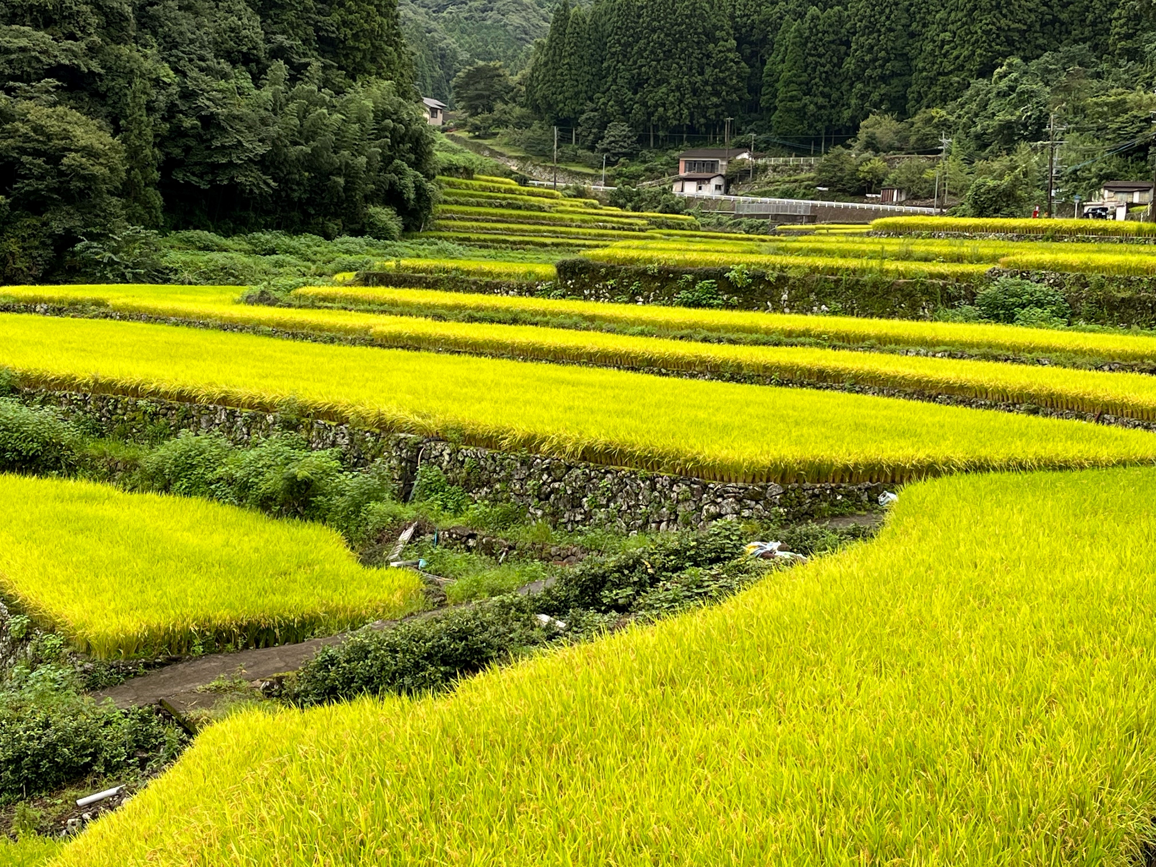 早ノ瀬地区棚田２