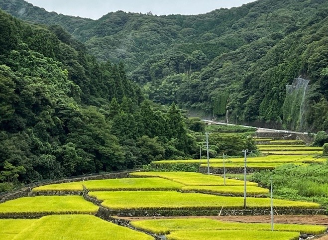 早ノ瀬地区棚田３