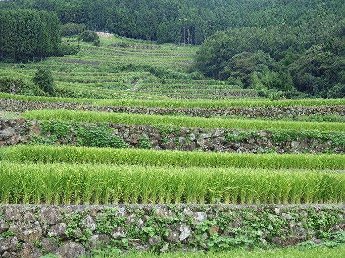 棚田全体