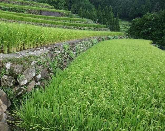 棚田2