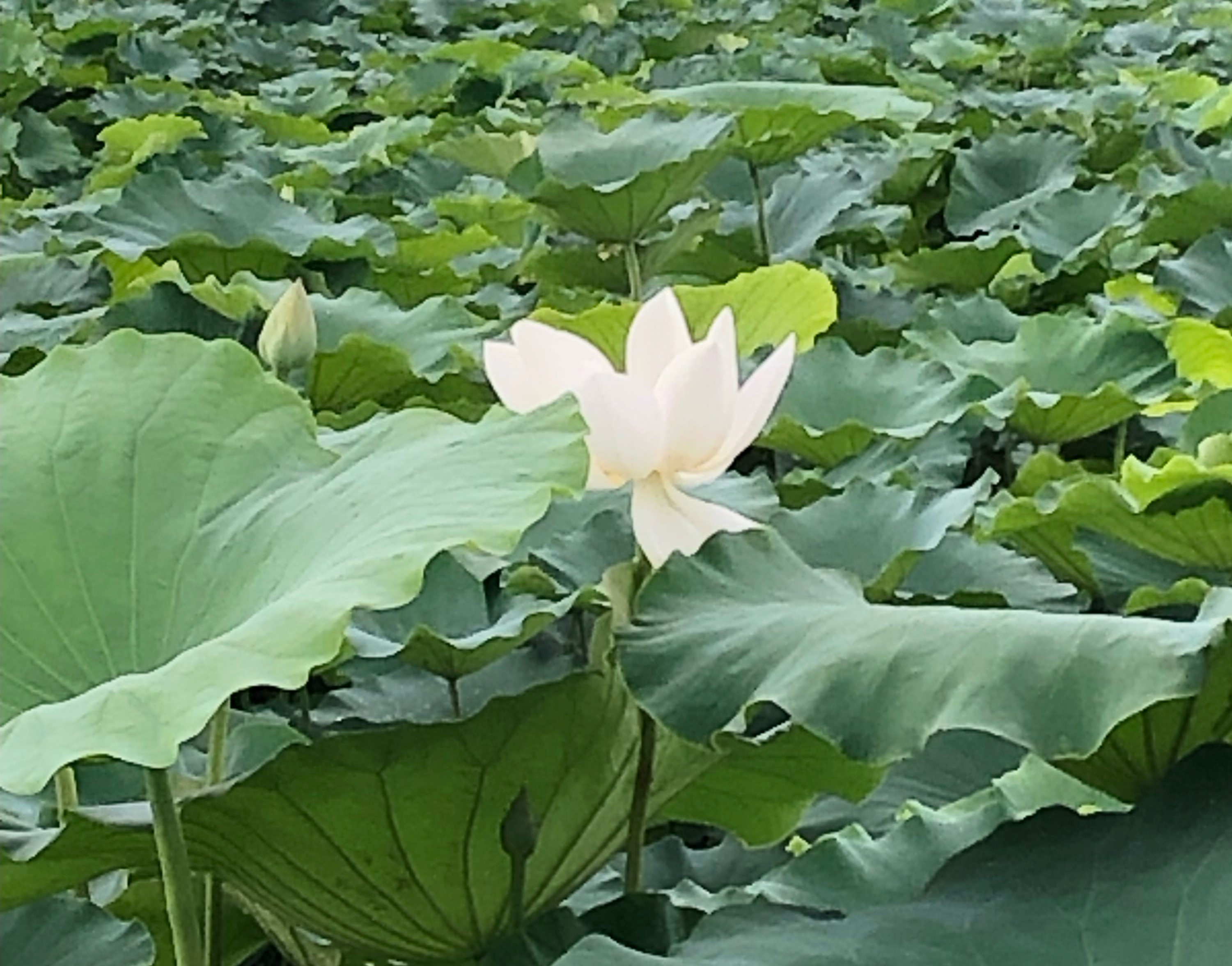 蓮の花