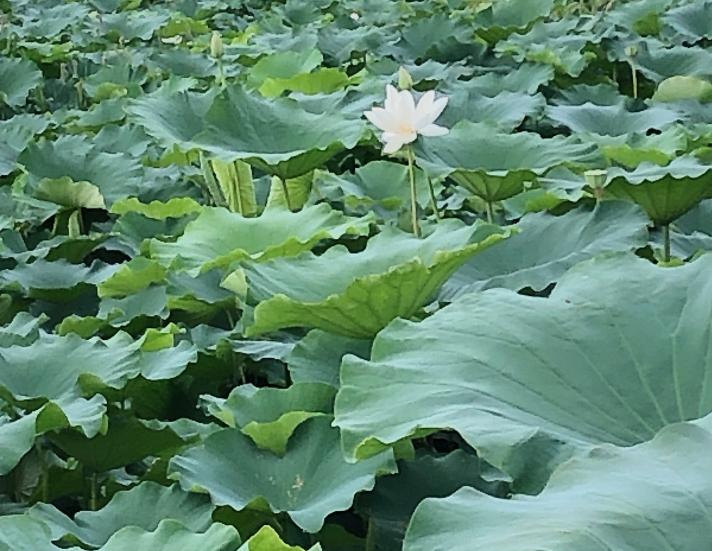 蓮の花風景