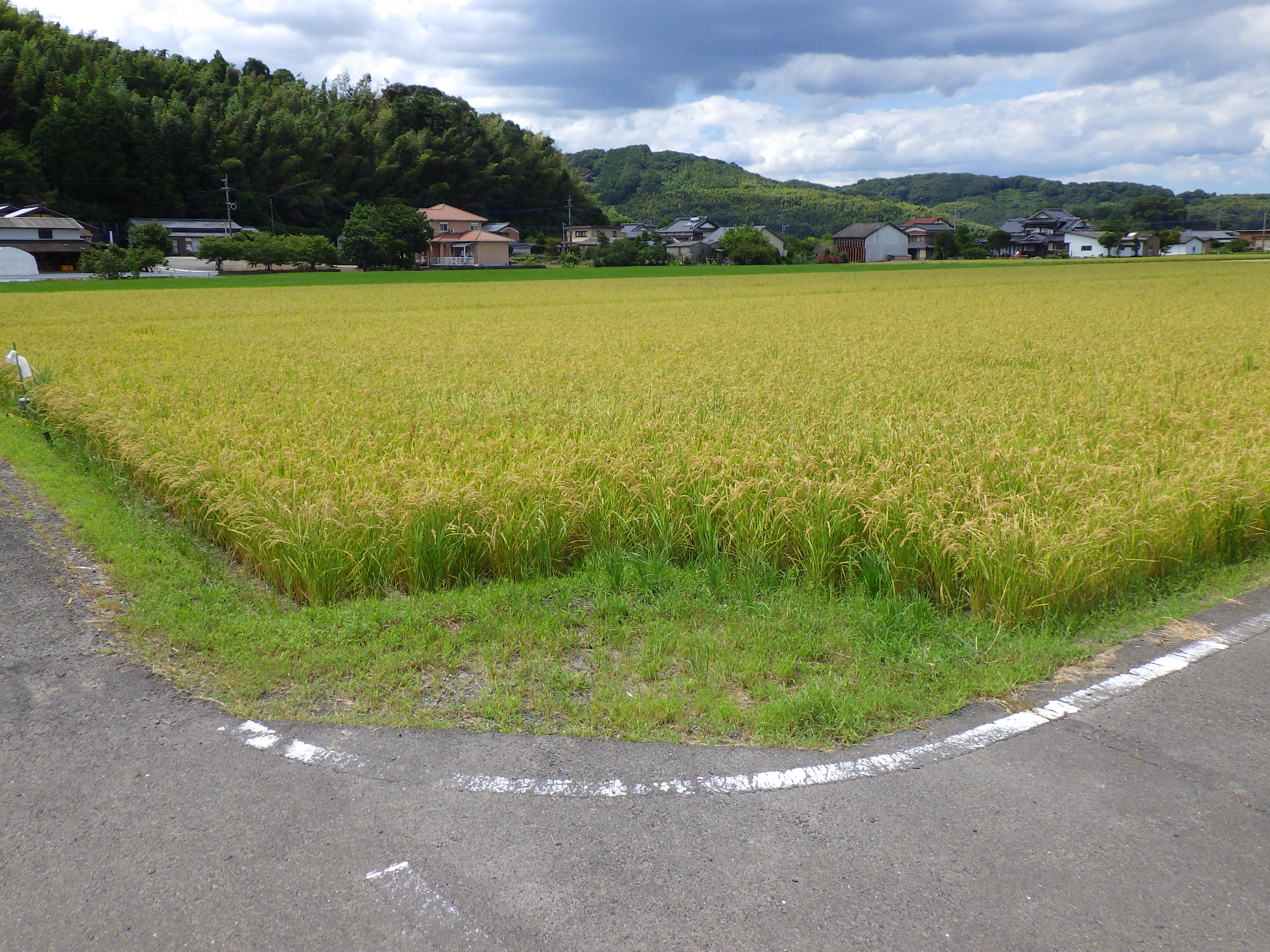コシヒカリのたんぼ風景