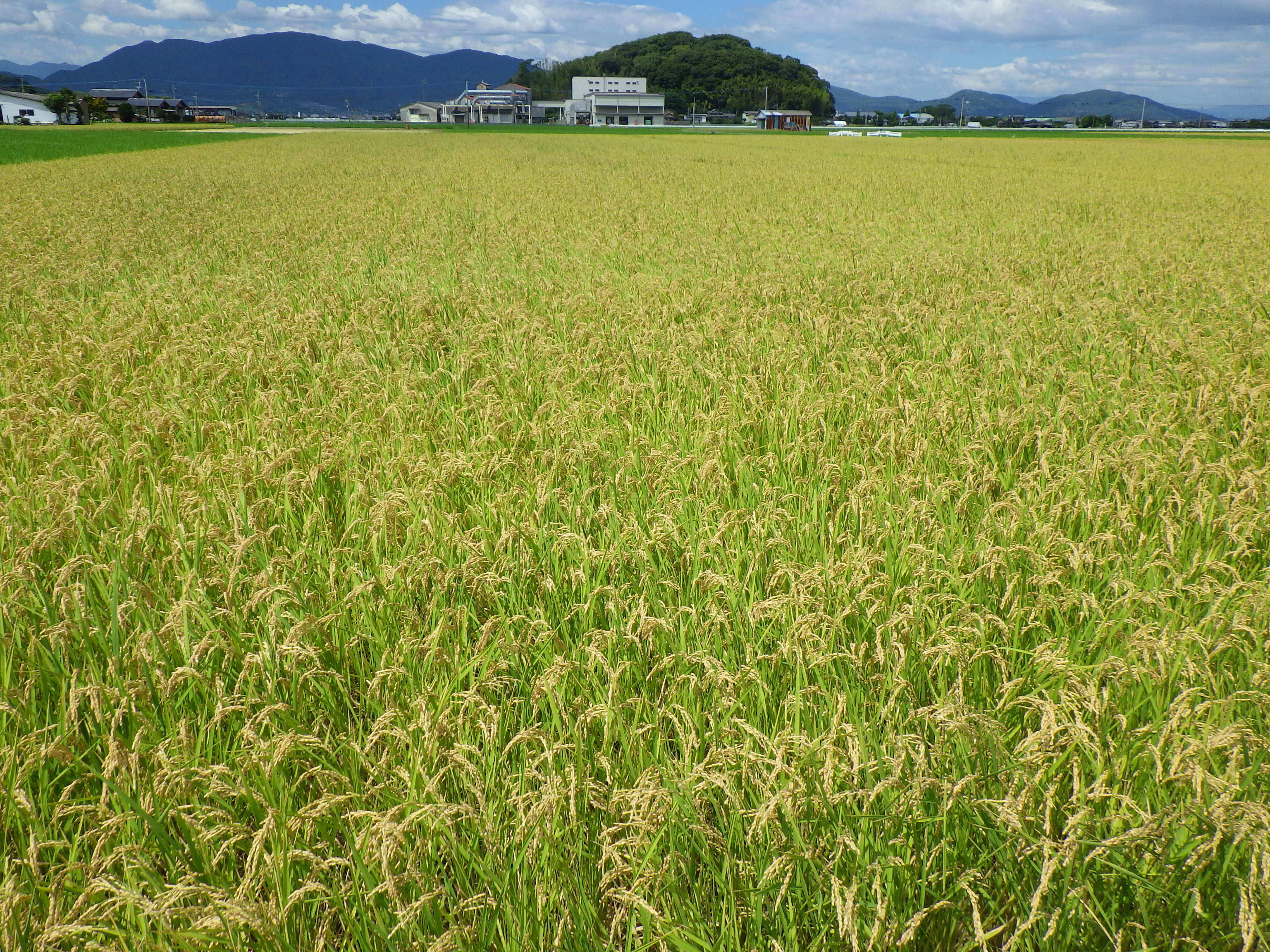 コシヒカリの田んぼ風景