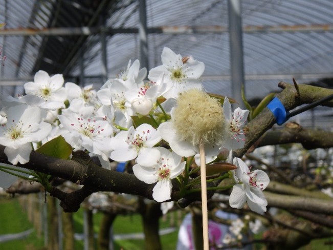 梵天を使って花粉をつける作業