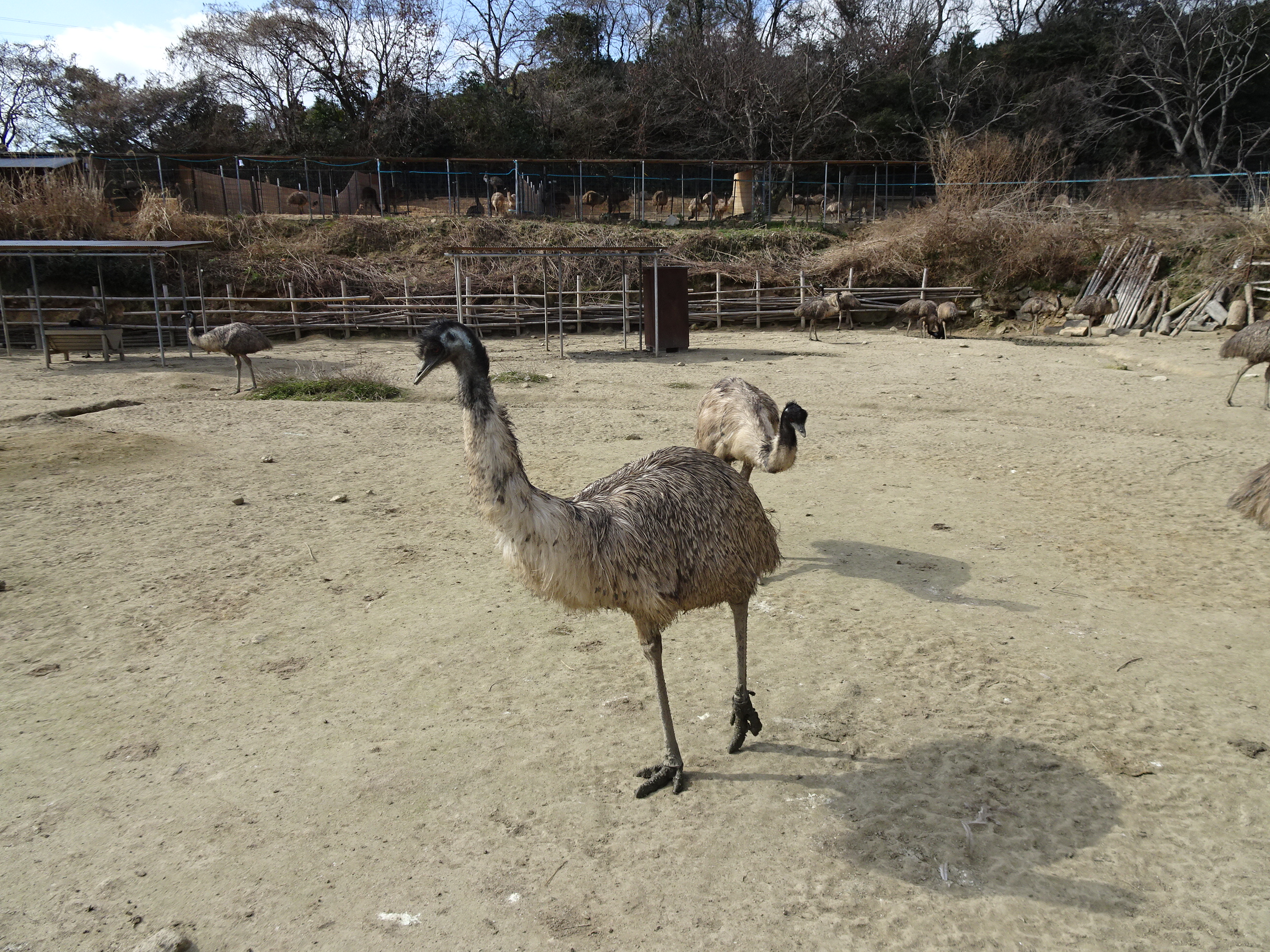エミュー１
