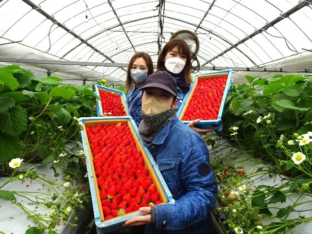 いちごを持った農業女子3人