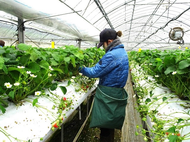 いちごの農作業をする農業女子