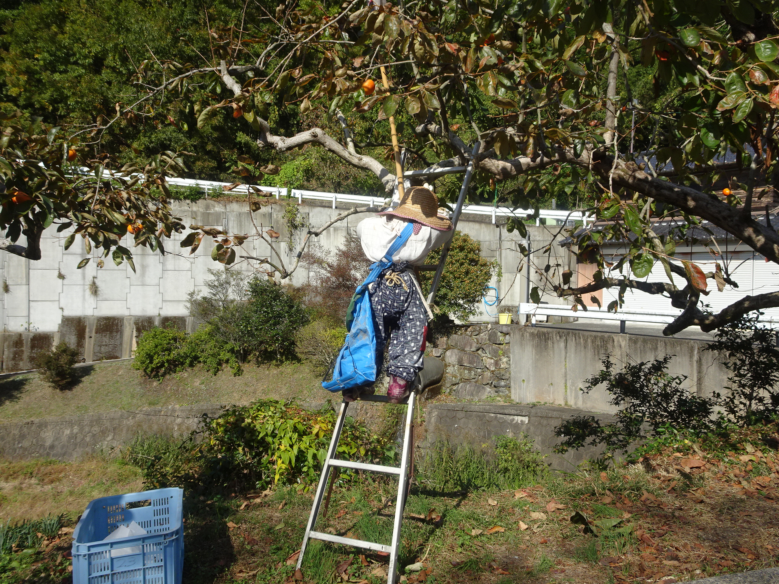 柿収穫