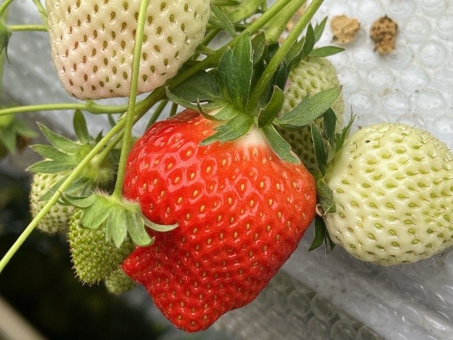 いちご