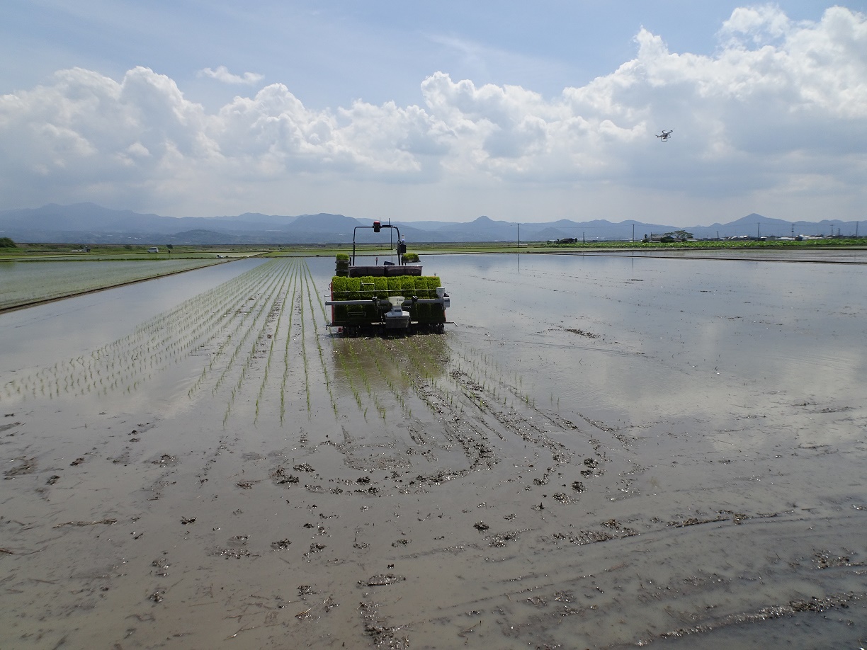 自動運転の田植え3