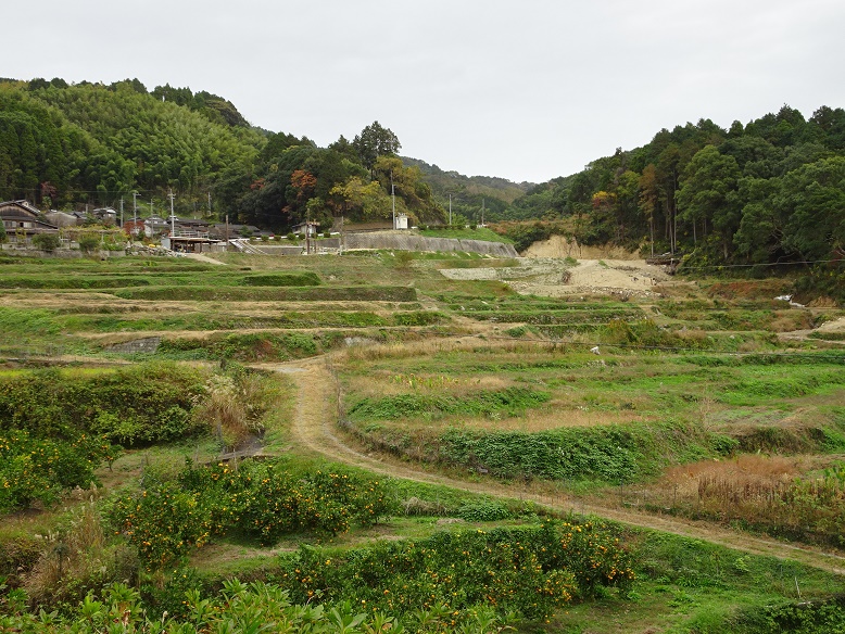 棚田1