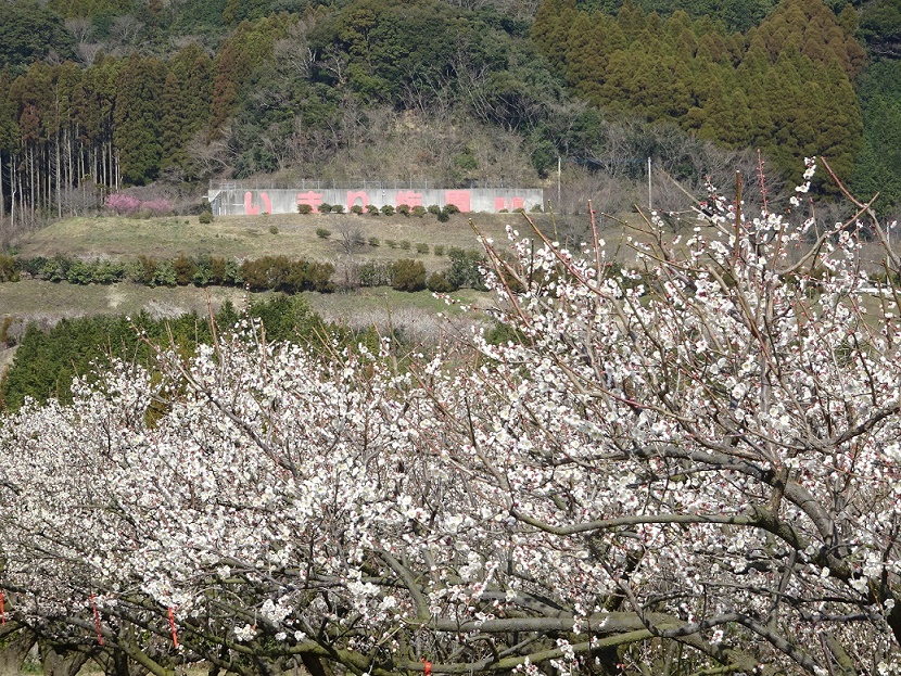 いまり梅園１