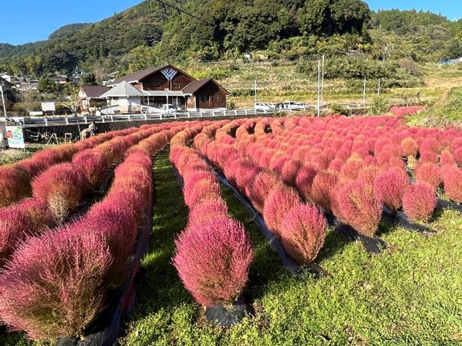 コキアが並ぶ
