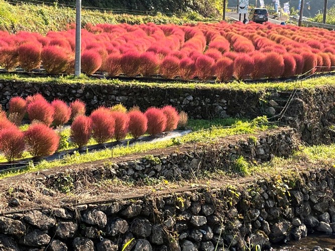 棚田に咲くコキア
