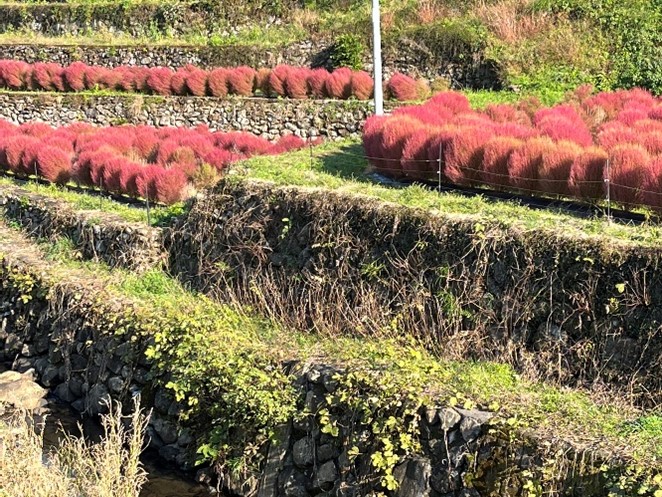 棚田のコキア