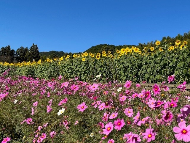 棚田に咲くコスモスとひまわり
