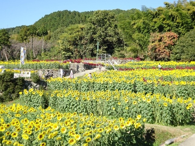 棚田に咲くひまわり