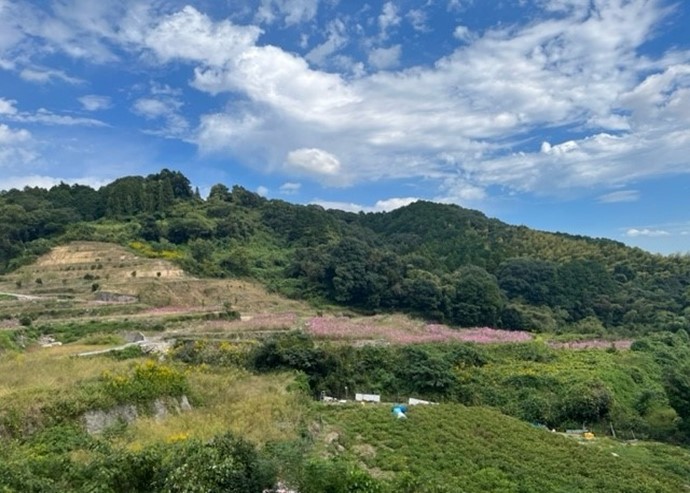 山間の棚田