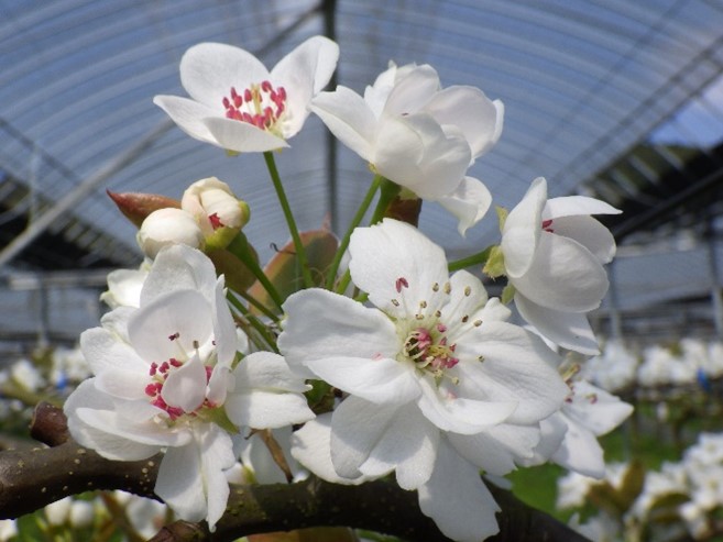 梨の花アップ１