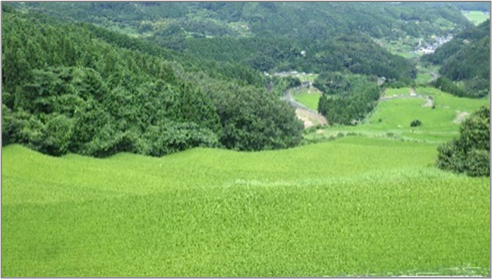棚田１