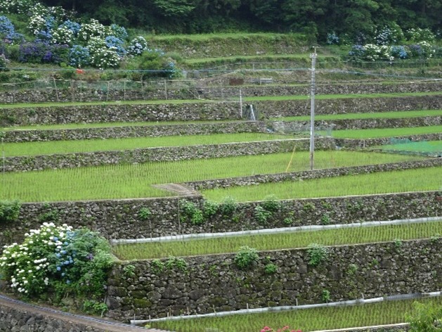 棚田の風景