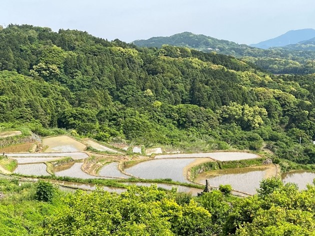 海を望む棚田風景1