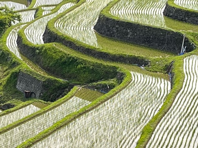 棚田風景1