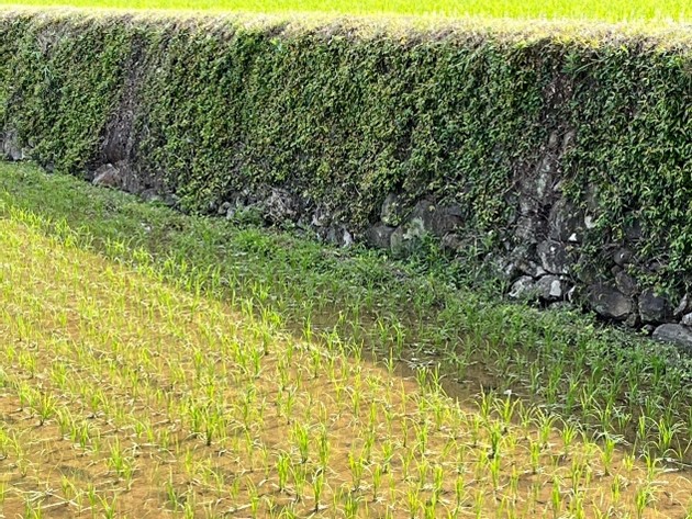 近くからみた棚田風景2