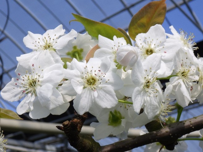 梨の花アップ２