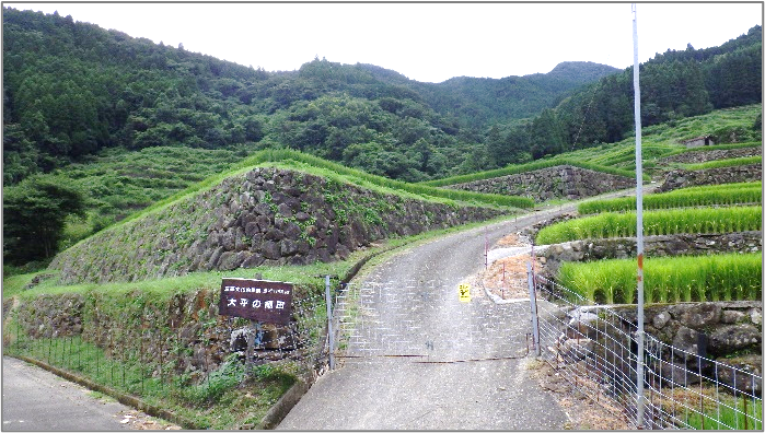 棚田３