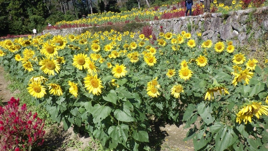山田ひまわり園１