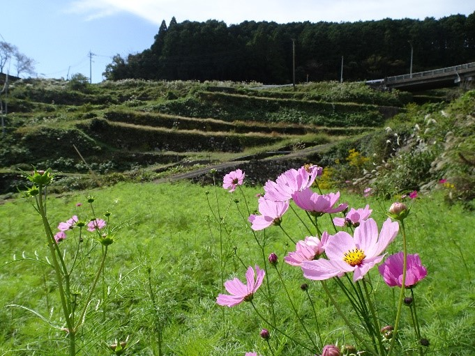 岳の棚田の模様２