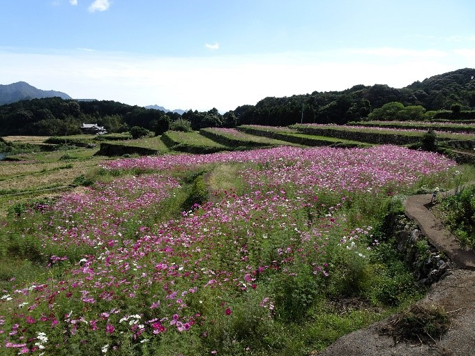 山谷のコスモス棚田の模様３
