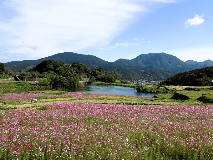 山谷のコスモス棚田の模様２
