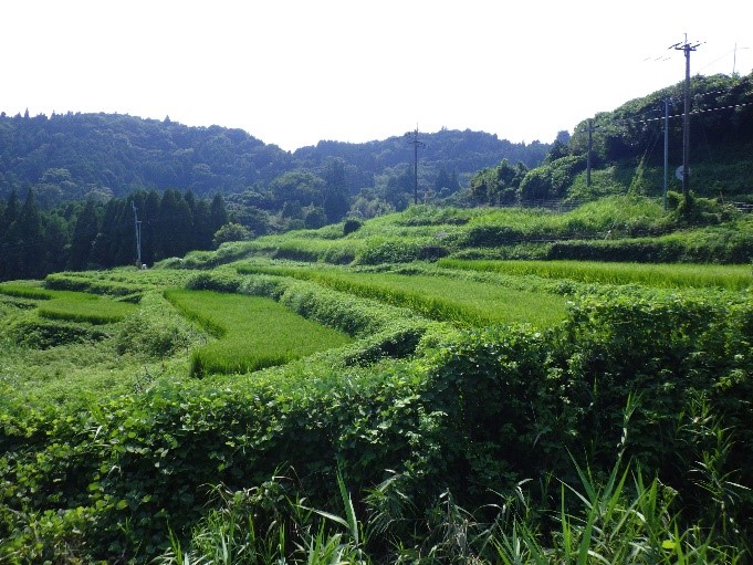 棚田の風景３