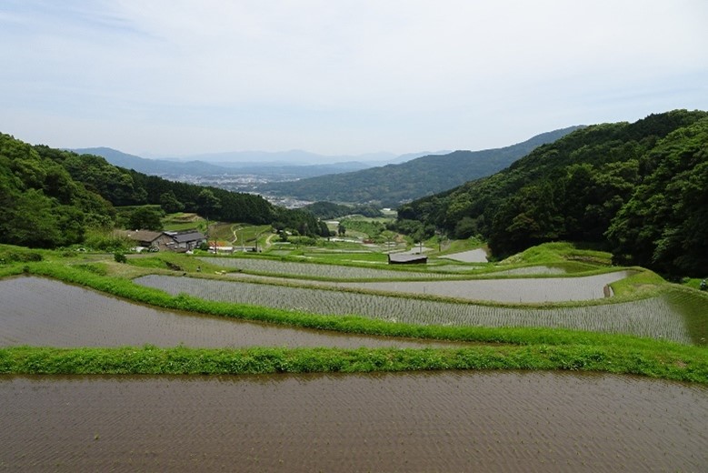すみやまの棚田全景