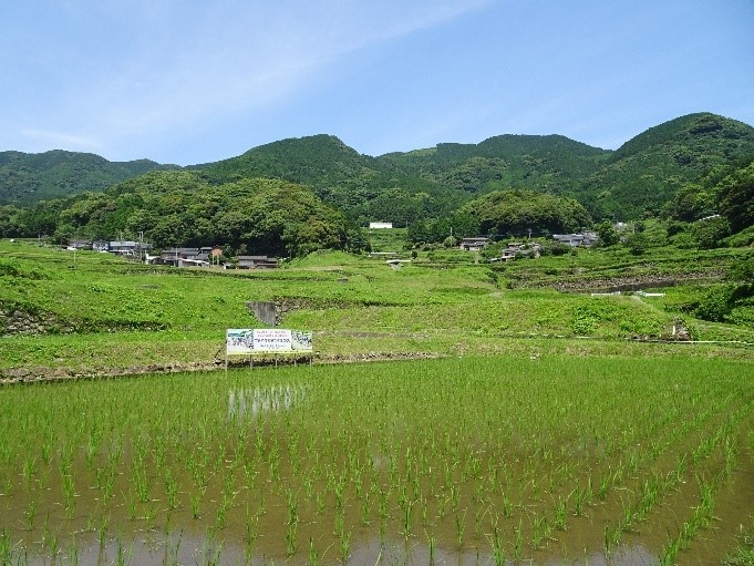 棚田から国見山系を見上げる