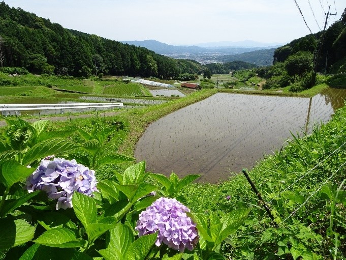 アジサイと棚田