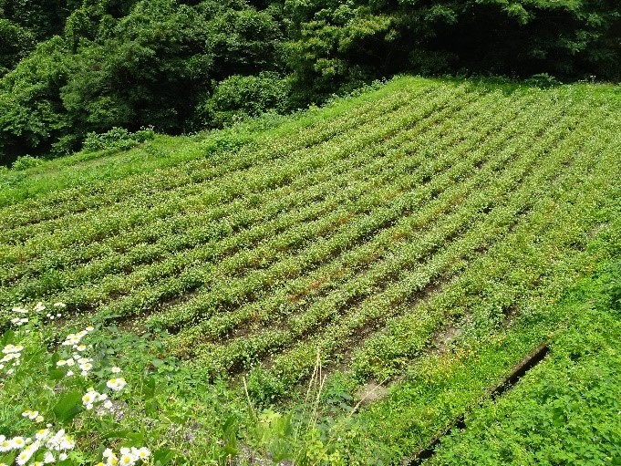 収穫前の蕎麦