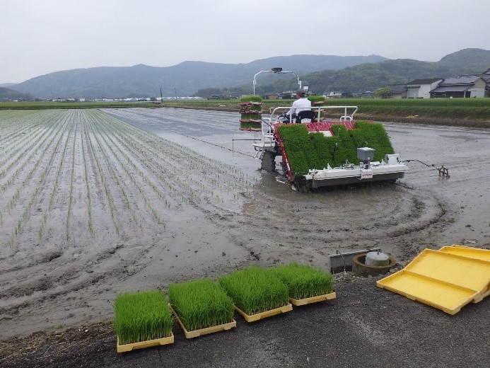 七夕コシヒカリの田植え風景2