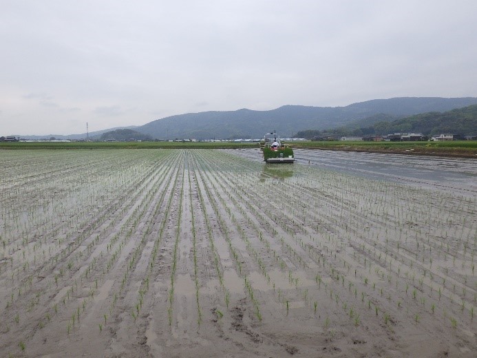 七夕コシヒカリの田植え風景3