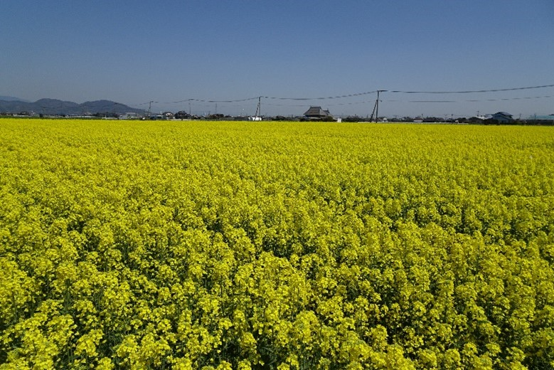 菜の花の模様３