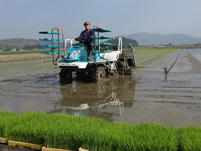 田植えの模様１